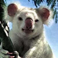 Un Koala albino con aspiraciones